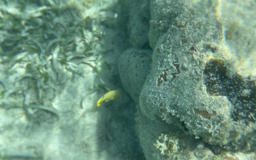 Warum der weiße Wal den Barracuda in Roatan (Honduras) nicht trifft