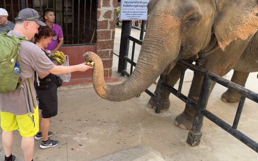 Elefant im Anzug (Pattaya/Thailand)