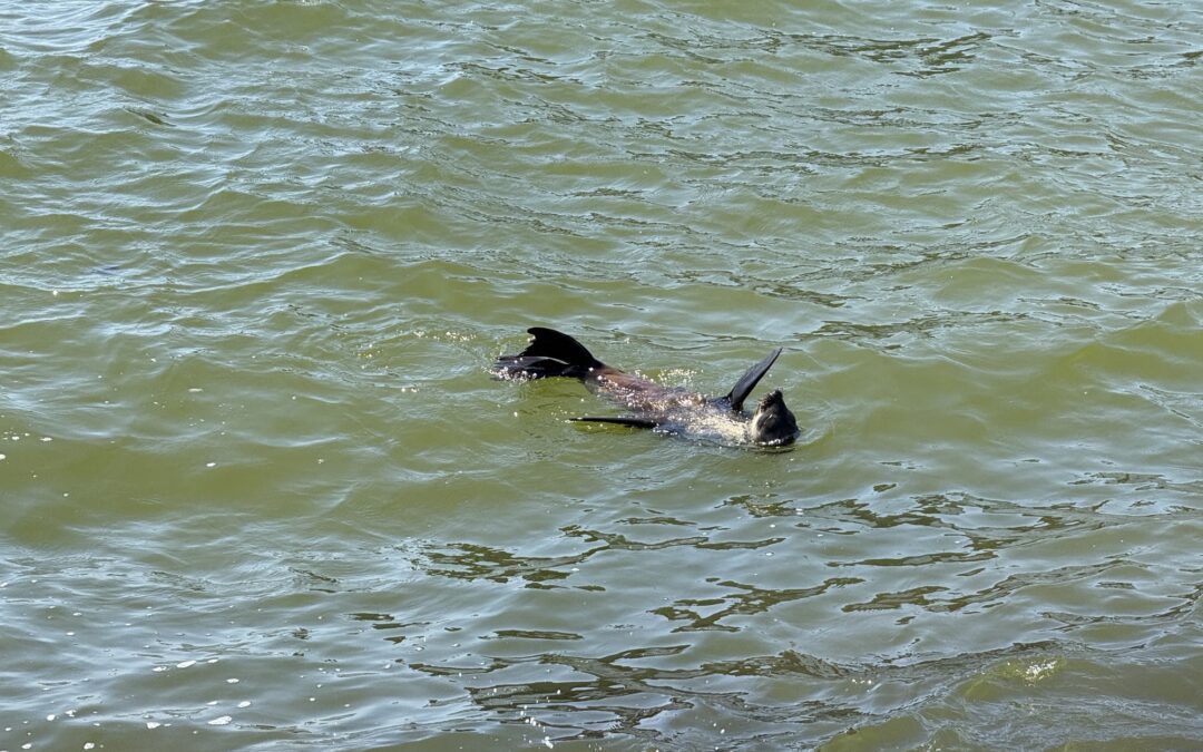 WLT-Index auf Rekordhoch (4. und 5. Seetag)